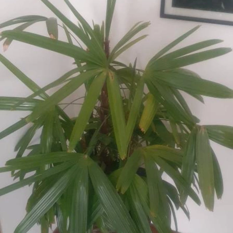 Jardinagem