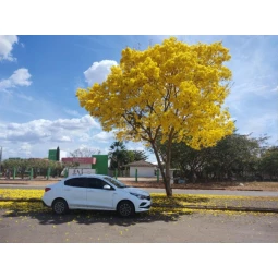 Foto Transfer para todo Brasil 