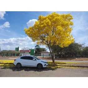 Foto Transfer para todo Brasil 