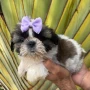 Foto 1:  Canil Império dos BBS