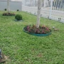 Foto 1:  CH Jardinagem e Paisagismo 