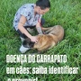 Foto 1:  Fernanda Bueno Veterinária em Domicilio