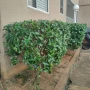 Foto 1:  FR jardinagem 