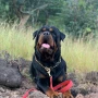 Foto 1:  Canil Arcanine Locação de Cães de Guarda para Segurança