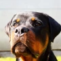 Foto 1:  Canil Arcanine Locação de Cães de Guarda para Segurança