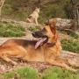 Foto 1:  Canil Arcanine Locação de Cães de Guarda para Segurança
