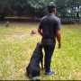 Foto 1:  Canil Arcanine Locação de Cães de Guarda para Segurança
