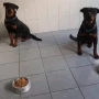 Foto 1:  Canil Arcanine Locação de Cães de Guarda para Segurança