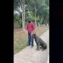 Foto 1:  Canil Arcanine Locação de Cães de Guarda para Segurança