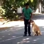 Foto 1:  Canil Arcanine Locação de Cães de Guarda para Segurança