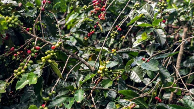 Foto: Conab estima queda na produção de café com 51,8 milhões de sacas