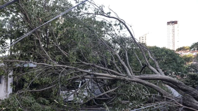 Foto: Defesa Civil de SP recebe 514 chamados por quedas de árvores