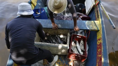 Foto: Pesquisadores encontram mercúrio em peixes da Baía de Guanabara