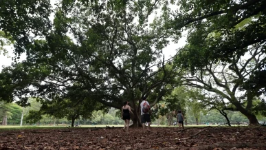 Foto: SP: três pessoas ficam feridas após árvore cair no Parque Ibirapuera