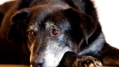 Foto: Justiça condena lojista a 5 anos de reclusão por maus-tratos a cães