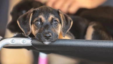 Foto: Saiba como educar crianças e adolescentes para respeitar os animais