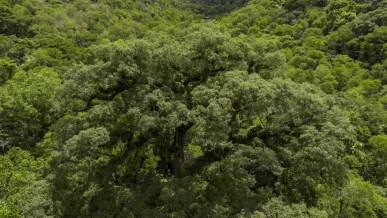 Foto: Desmatamento da Mata Atlântica tem queda de 28% em um ano