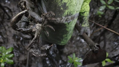 Foto: Pesquisadores identificam presença de mercúrio e chumbo em caranguejos