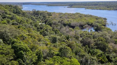 Foto: Fundo Amazônia quadruplica ritmo anual de aprovações desde 2023