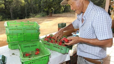 Foto: Finep vai pagar R$ 220 milhões para inovações em agricultura familiar 