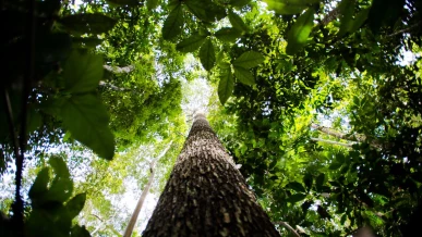Foto: BNDES busca mobilizar até R$ 6 bi para mercado de crédito de carbono