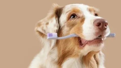 MedCani lança campanha de limpeza periodontal para cães e gatos em Taubaté e reforça a importância da saúde bucal nos pets