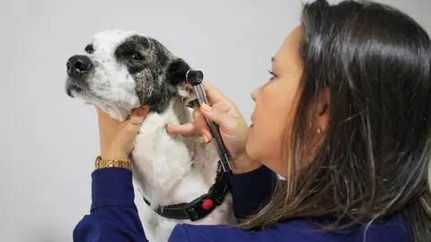 Dermatologia e Alergologia Veterinária em Taubaté: como identificar e tratar coceiras e lesões na pele do seu pet