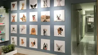 Cirurgia veterinária em Taubaté: preparo, anestesia e pós-operatório