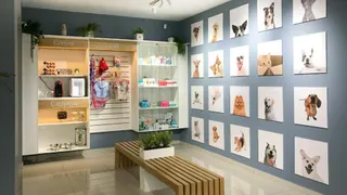 Cachorro mancando em Taubaté: causas, sinais de alerta e o que fazer