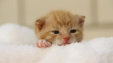 Nomes de Gato 2026: Guia Completo com Significados para Macho, Fêmea e Gatinhos