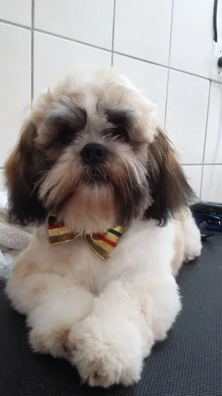 Cão Vaidoso Taxi Dog e Pet Móvel - Banho e Tosa, foto 6