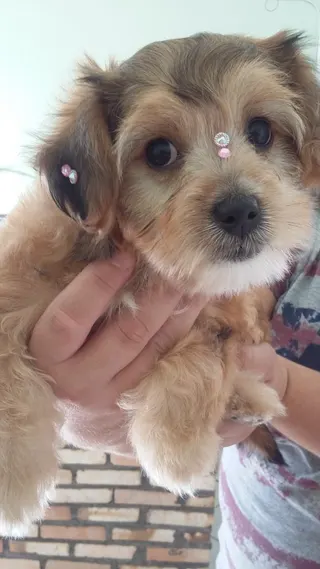 Cão Vaidoso Taxi Dog e Pet Móvel - Banho e Tosa, foto 7