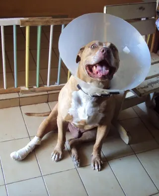 Dr. Thiago Luiz Santos Tross - Médico Veterinário, foto 3