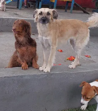 Pet Hotel do Conde, foto 1