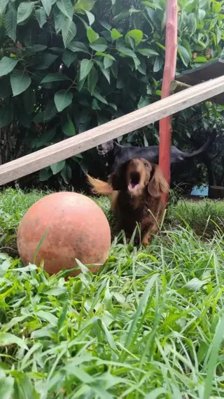 Pet Hotel do Conde, foto 2