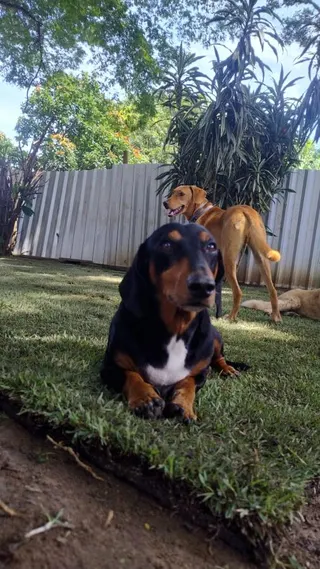 Pet Hotel do Conde, foto 5