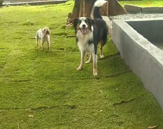 Pet Hotel do Conde, foto 3