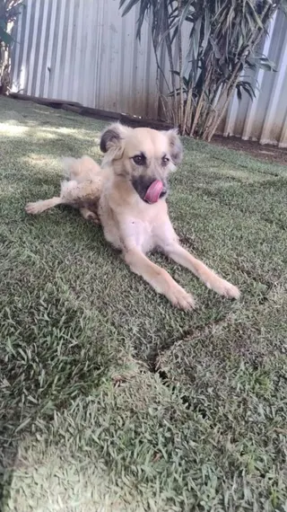 Pet Hotel do Conde, foto 4