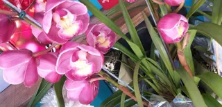 Flores Fujimoto Container, foto 7