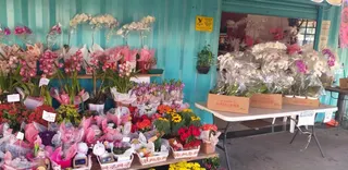 Flores Fujimoto Container, foto 5