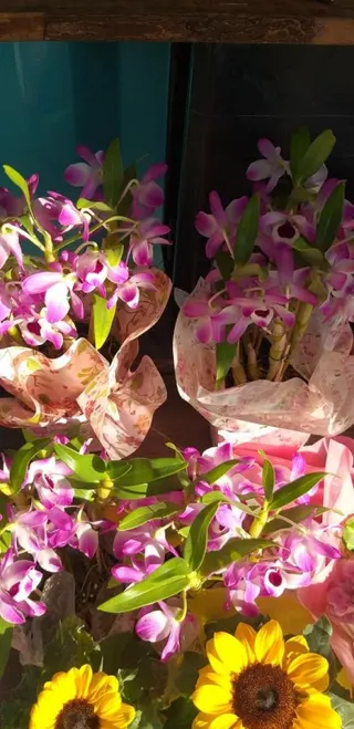 Flores Fujimoto Container, foto 3