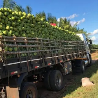 GL Coco Verde, foto 6