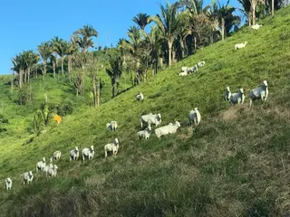Imóveis Nordeste Rurais, foto 1