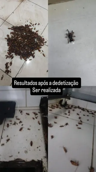 Kombat Controle de Pragas Dedetizadora, foto 3