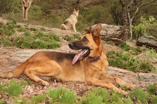 Canil Arcanine Locação de Cães de Guarda para Segurança, foto 3