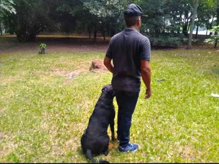 Canil Arcanine Locação de Cães de Guarda para Segurança, foto 7