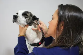 MedCani Clinica Veterinária, foto 7