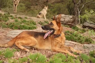 Canil Arcanine Locação de Cães de Guarda para Segurança, foto 3