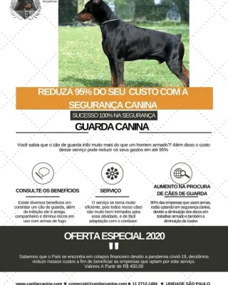 Canil Arcanine Locação de Cães de Guarda para Segurança, foto 6
