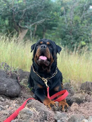 Canil Arcanine Locação de Cães de Guarda para Segurança, foto 1